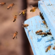 déclarez vos ruches