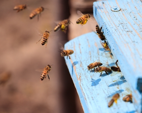 déclarez vos ruches